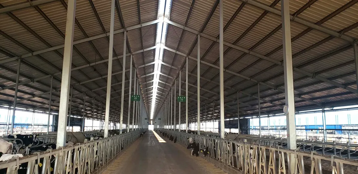 Inside a portal-frame cattle barn at the Yili Zhangwu farming complex